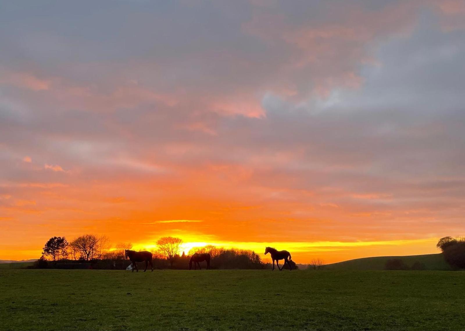Hotel Glamping Mi Casa Tu Casadk Vissenbjerg Exteriér fotografie